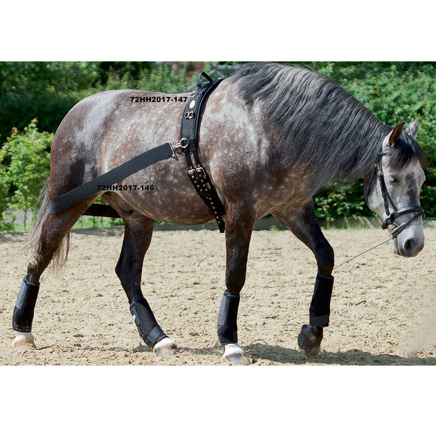 Elastic Lunge Aid and Lunge Girth